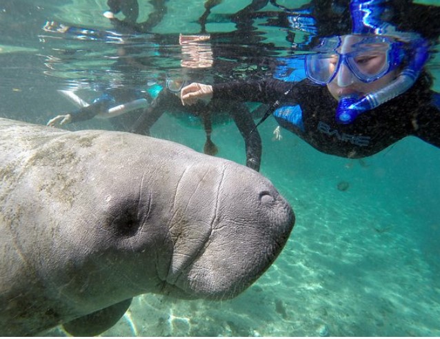 manatee-snorkel-tour